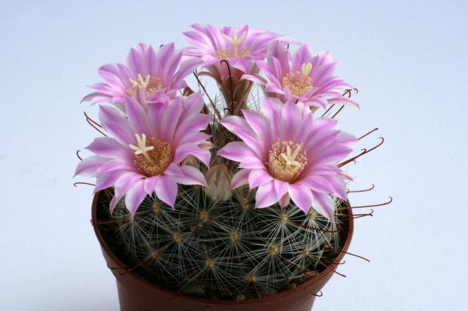 Mammillaria longiflora Coneto Pass, Dur, MEX 