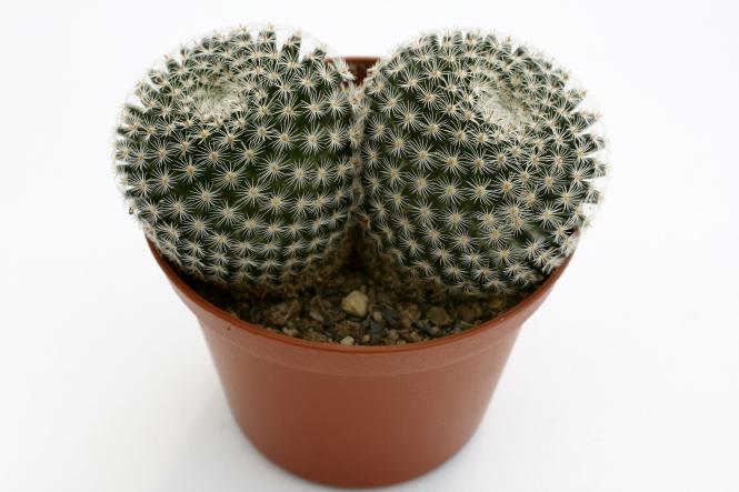 Mammillaria microthele 