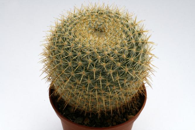 Mammillaria muehlenpfordtii 