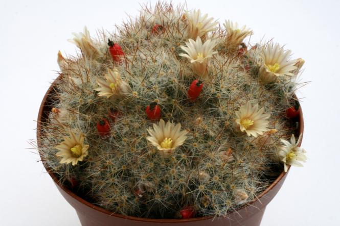 Mammillaria prolifera Iraan, TX, USA 