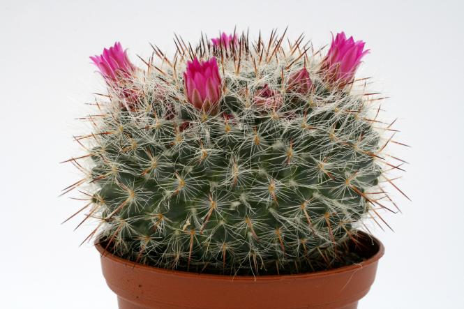 Mammillaria saetigera aff. Rog432 Guamúchil, Guanajuato, MEX 