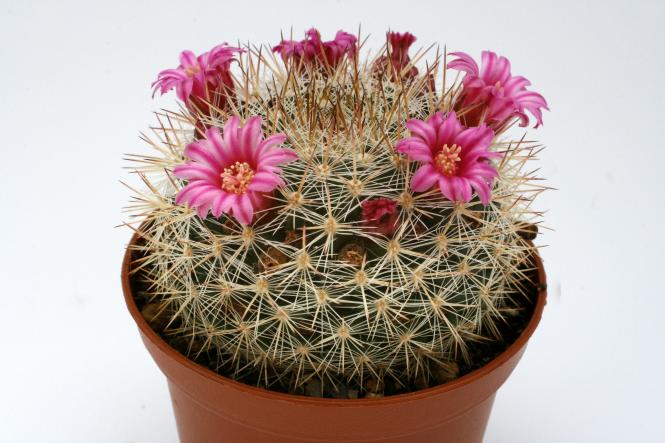 Mammillaria sinforoensis PN566 Jose Vallecitos, CHI 