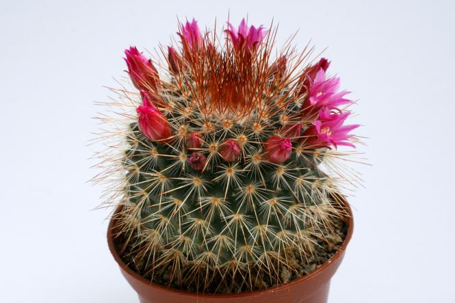 Mammillaria spinosissima Super Red 