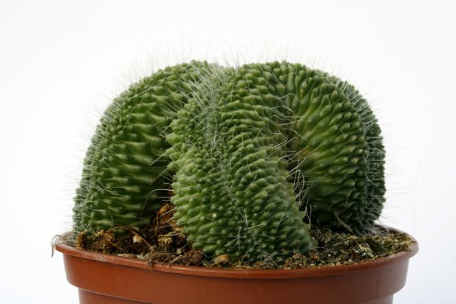 Mammillaria spinosissima Un Pico f. cristata 
