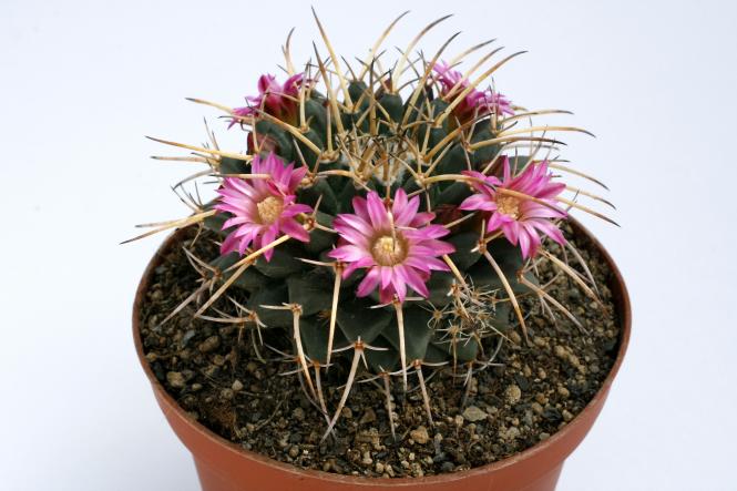 Mammillaria vagaspina % 