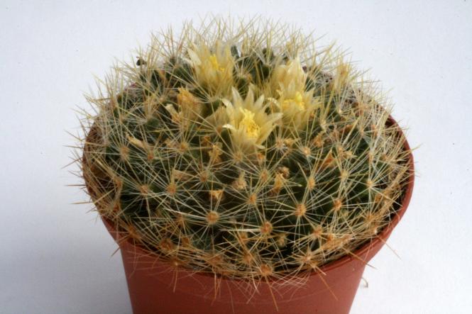 Mammillaria viereckii San Vincente, Tam, MEX 