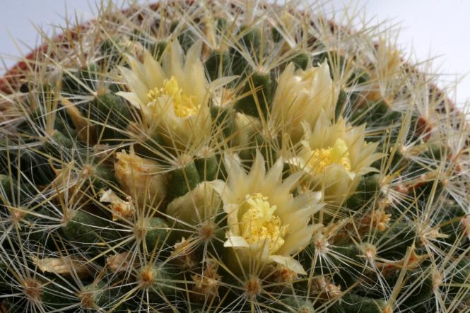 Mammillaria viereckii San Vincente, Tam, MEX 