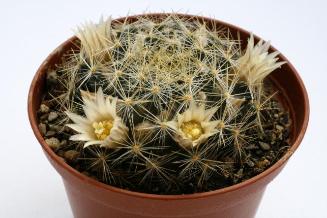 Mammillaria viereckii San Vincente, Tam, MEX 