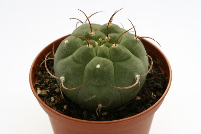 Matucana madisoniorum v. horridispinum % 