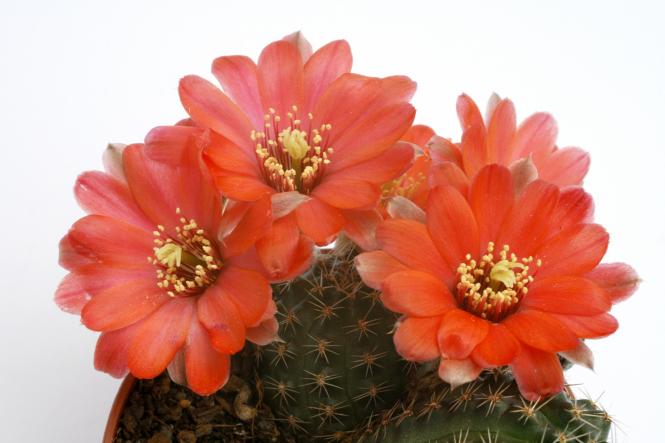 Mediolobivia atrovirens v. ritteri RH1359 Cajas, Jujuy, ARG, 4000m 