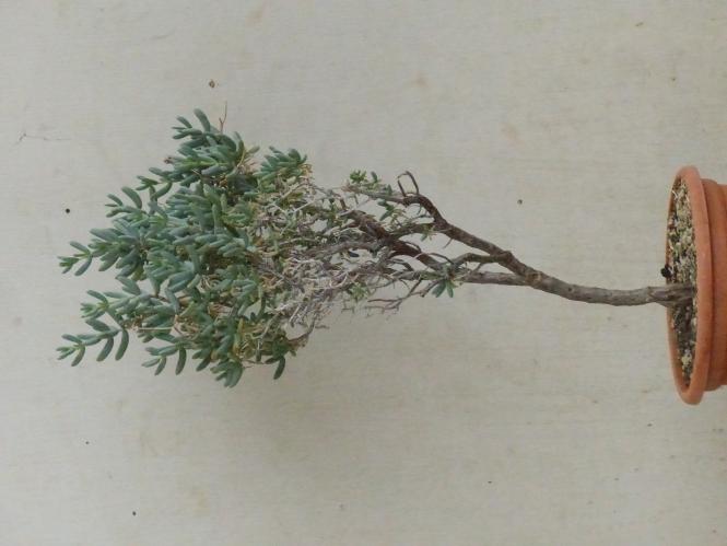 Mestoklema arboriforme Hammanskraal, RSA 