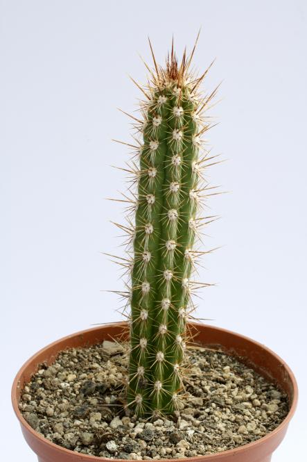 Morawetzia doelziana calva RH4950 