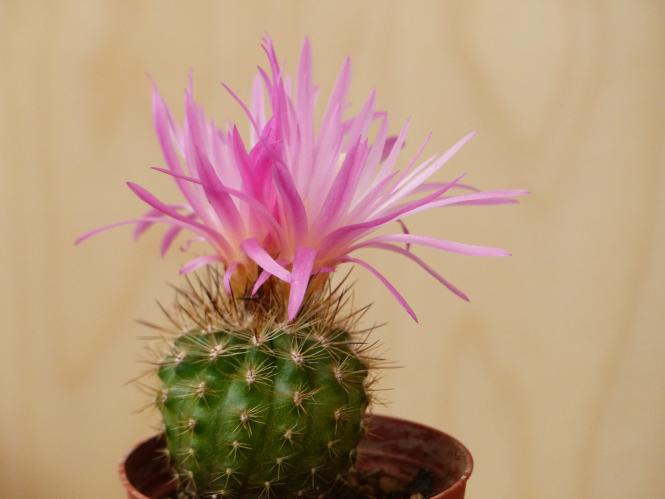 Neoporteria chilensis v. albidiflora 