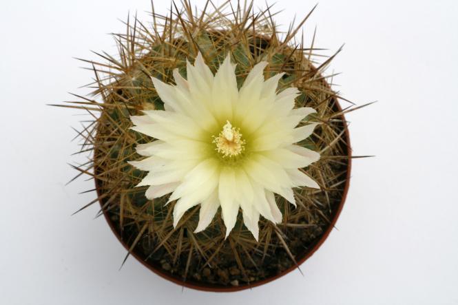 Neoporteria chilensis v. albidiflora 