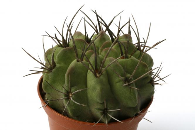 Neoporteria paucicostata v. viridis KK67 Paposo, Chile, 10-300m 