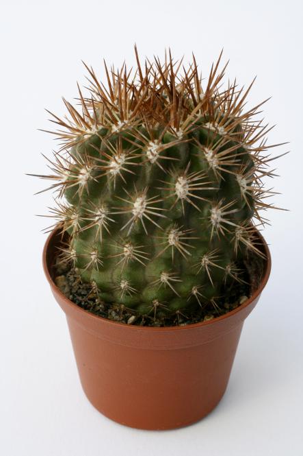 Neoporteria subgibbosa f. litoralis 