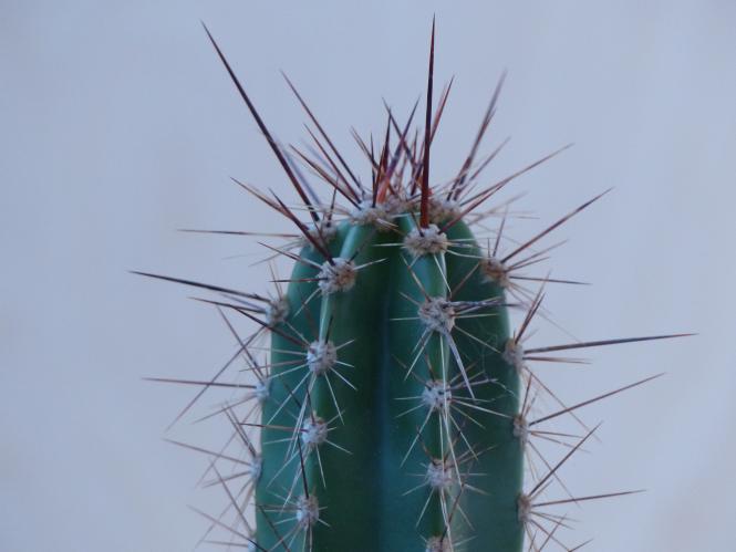 Neoraimondia herzogiana RH4593b BOL 