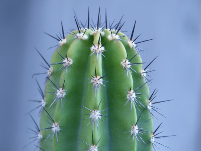 Neoraimondia roseiflora 