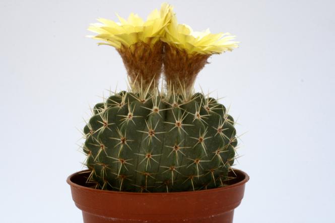 Notocactus buiningii n. Uruguay 