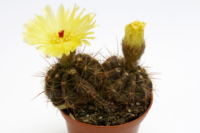 Notocactus ottonis v. acutangularis % FR1266c Sanga de Arreia/Cerro Branco/n. of Quevedos, RGS, Brazil 