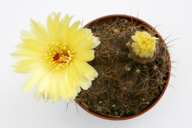 Notocactus ottonis v. acutangularis % FR1266c Sanga de Arreia/Cerro Branco/n. of Quevedos, RGS, Brazil 