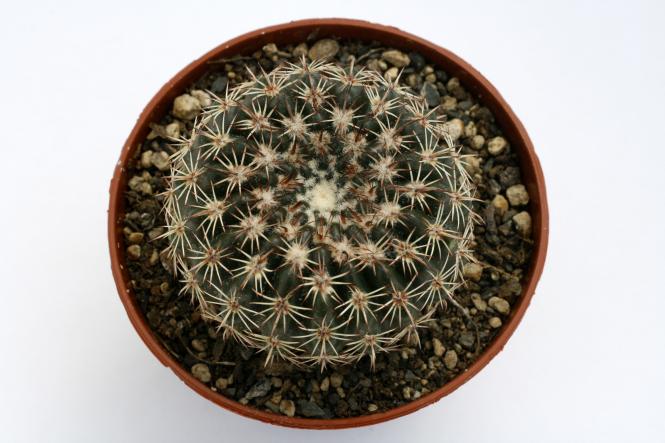 Notocactus ritterianus HU338 Dom Pedrito, RGS, Brazil 