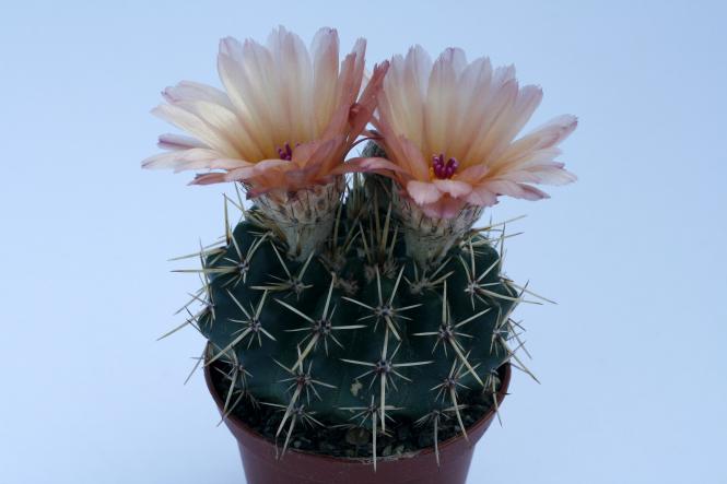 Notocactus submammulosus 