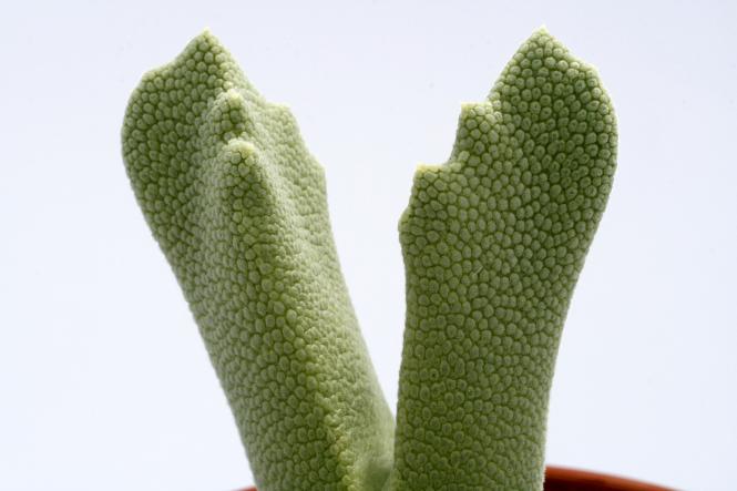 Odontophorus primulinus Aribes Poort, Northern Cape, RSA 