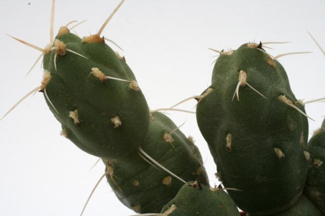 Opuntia boliviana f. ferocior 