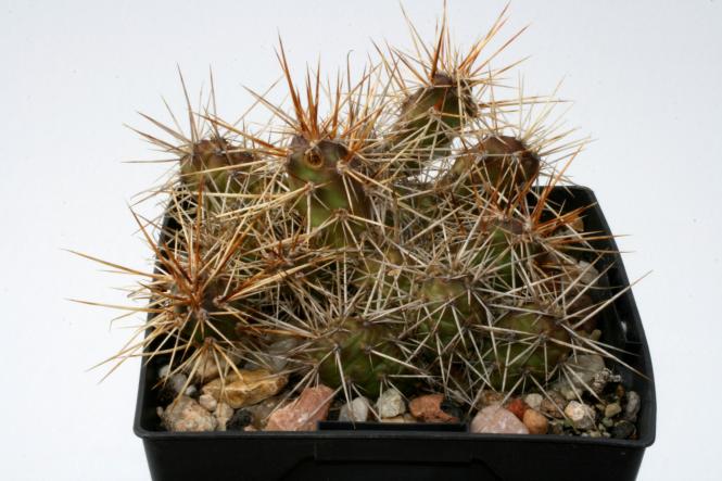 Opuntia fragilis *1 % SB229 Gunnison Co., COL, USA 