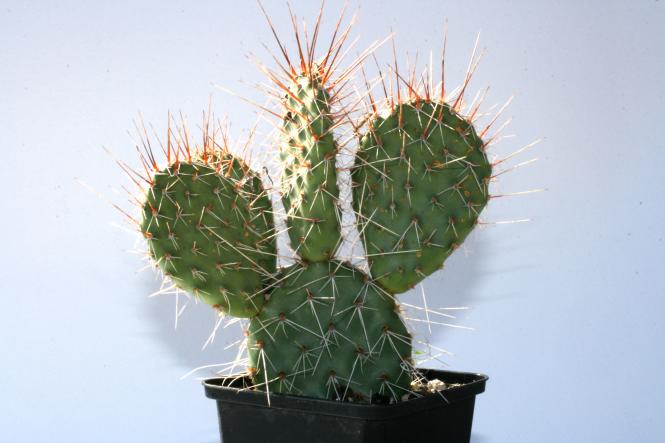 Opuntia polyacantha Chrystal Tide *1 % 