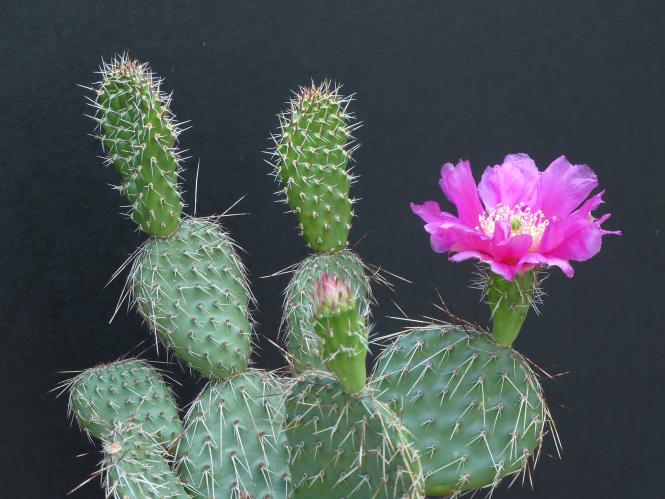 Opuntia polyacantha v. hystricina *2^ % DJF1138 Bernalillo Co., NM, USA 