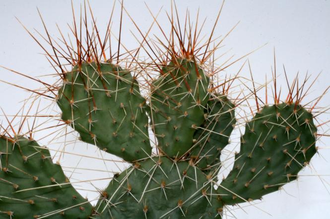 Opuntia polyacantha v. juniperina *2^ % DJF1631 