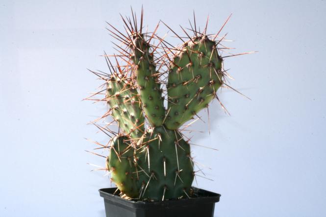 Opuntia rhodantha v. pisciformis *2^ 