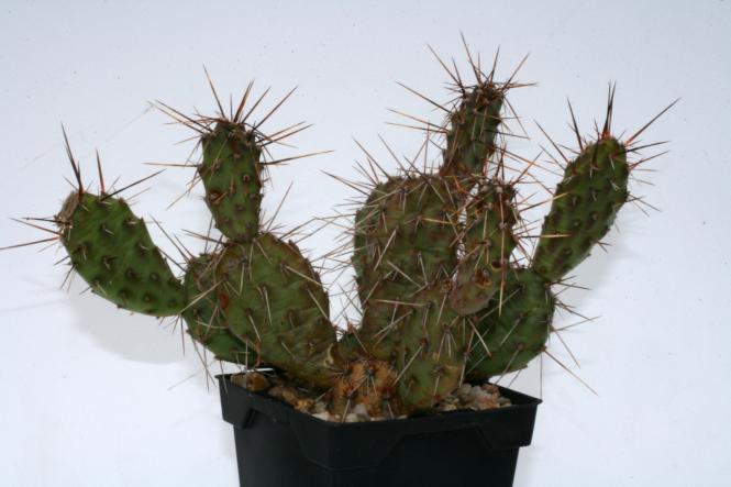 Opuntia rhodantha v. spinosior *2^ 