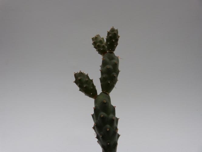Opuntia articulatus v. calvus 