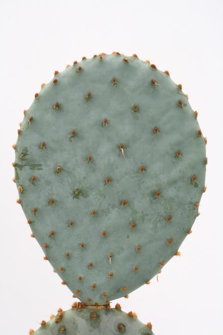 Opuntia violacea *3^ 