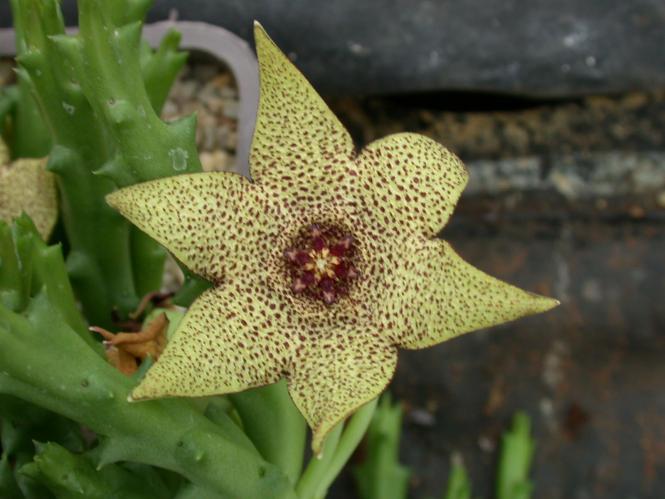 Orbea pulchella 