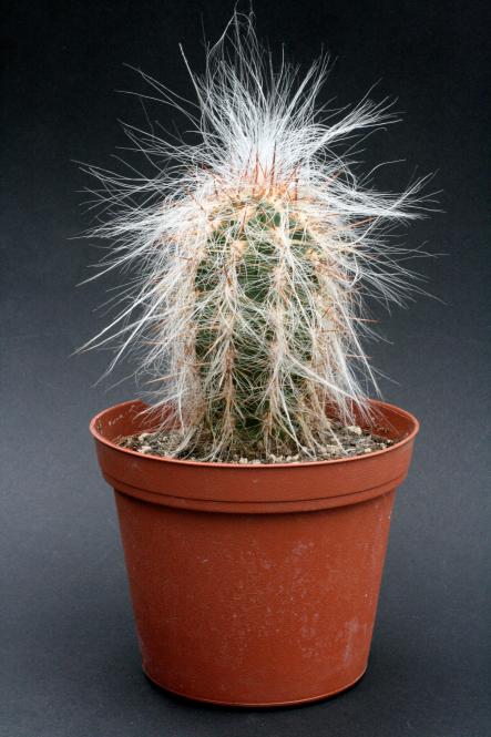 Oreocereus celsianus s. Bolivia to n. Argentinia, bis 3700 m 