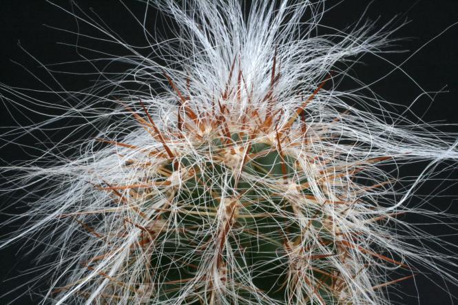Oreocereus celsianus s. Bolivia to n. Argentinia, bis 3700 m 