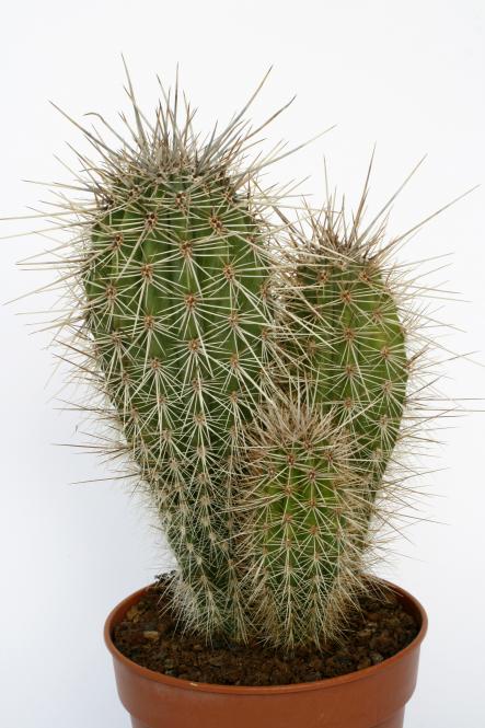 Pachycereus pringlei es. % - Gruppe 