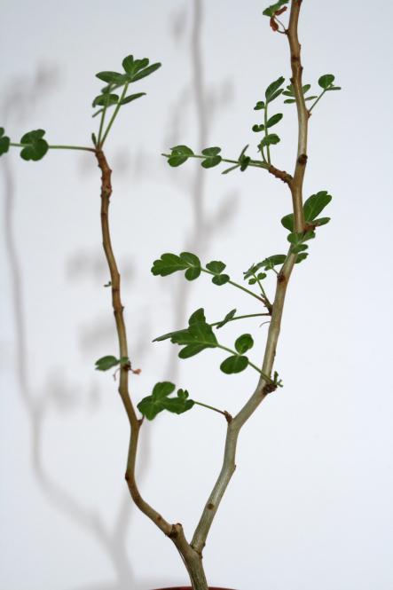 Pachycormus discolor Y. Baja California, MEX 