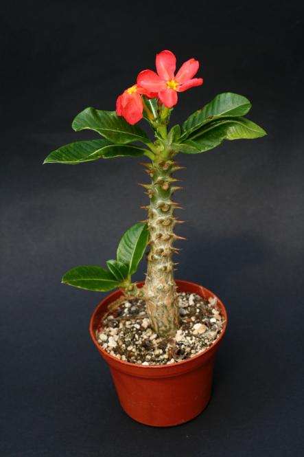 Pachypodium baronii v. windsorii § Y. Madagascar 