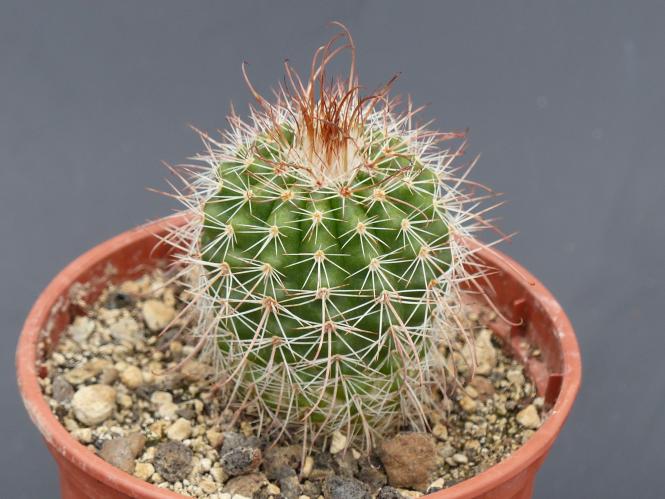 Parodia roseoalba KB134 Muyuguiri 