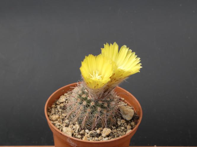 Parodia rufidihamata v. paucicostata n. n. 