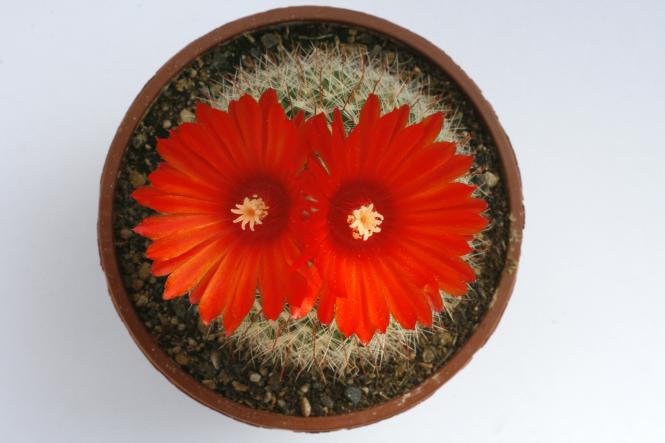 Parodia sanguiniflora Hybride 