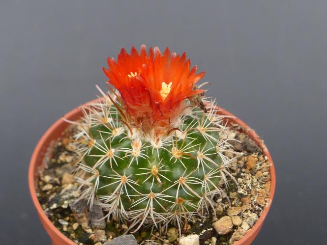 Parodia sucrensis KB54 