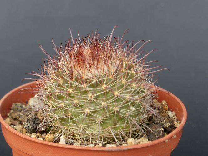 Parodia tafiensis 