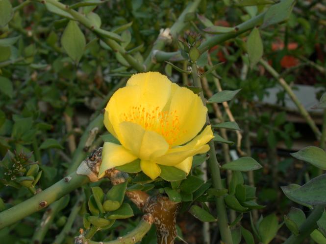 Kakteen Haage Pereskiopsis porteri online kaufen