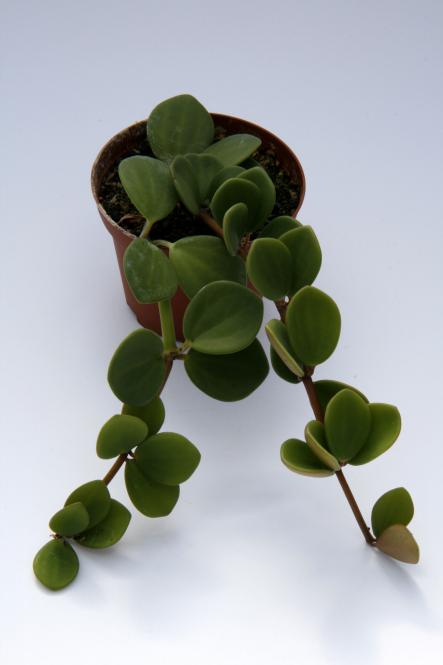 Peperomia aff. boivinii Comoren 